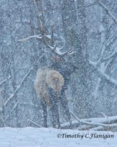 Winter Wildlife Photography Tips